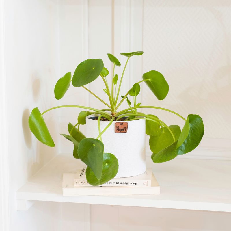 Pilea Peperomioides – Livraison Plante Verte en 24H – Collection Plantes  d'intérieur Interflora - Anniversaire de mariage